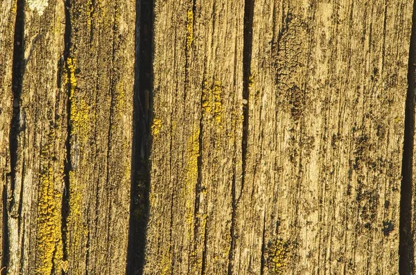 Textura de madeira velha e líquen seco. Madeira placas textura fundo . — Fotografia de Stock