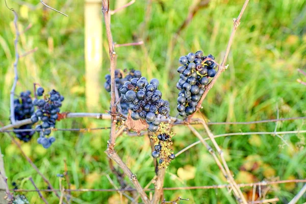Herfst wijngaard met rijpe druiven. Druiven voor ijs wijn. Close-up. — Stockfoto
