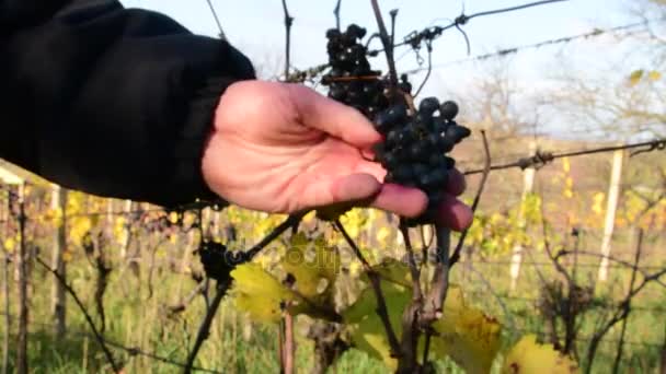 Uva de vid en mano. El viticultor comprueba las uvas. Uvas de vinificación para vino helado . — Vídeos de Stock