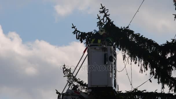 Imagem mostra bombeiros anexar as luzes de fadas em grande árvore de Natal ao ar livre . — Vídeo de Stock