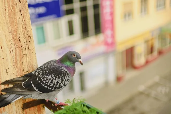 Pombo ou pomba na borda da janela. Close-up . — Fotografia de Stock