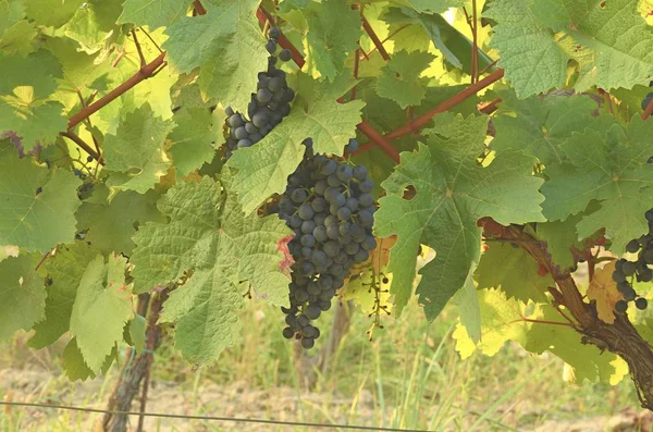 Trauben von blauen Trauben. Weinberge. Blaue Trauben kurz vor der Ernte. — Stockfoto