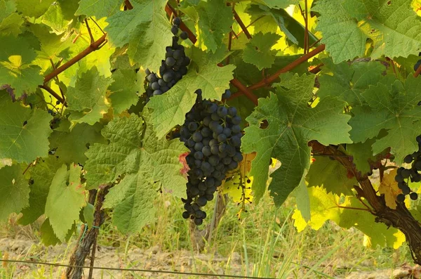 Trauben von blauen Trauben. Weinberge. Blaue Trauben kurz vor der Ernte. — Stockfoto