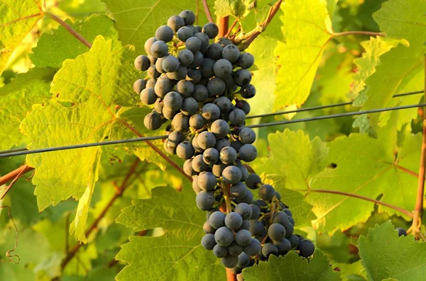 Trauben von blauen Trauben. Weinberge. Blaue Trauben kurz vor der Ernte. — Stockfoto