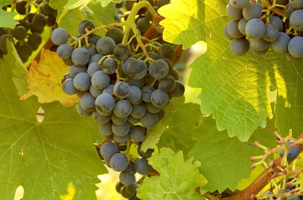 Trauben von blauen Trauben. Weinberge. Blaue Trauben kurz vor der Ernte. — Stockfoto