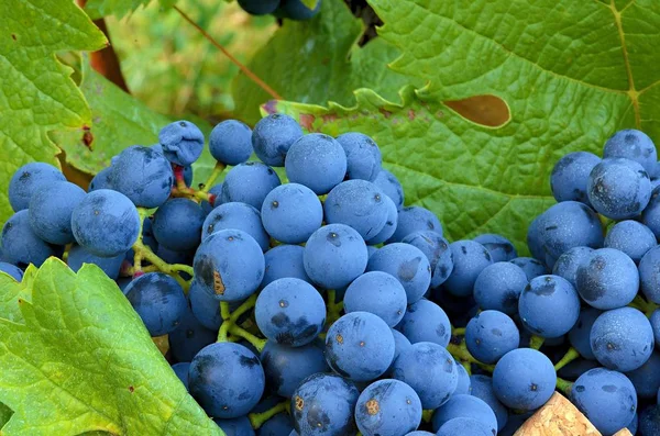 Trauben von blauen Trauben. Blaue Trauben kurz nach der Ernte. — Stockfoto