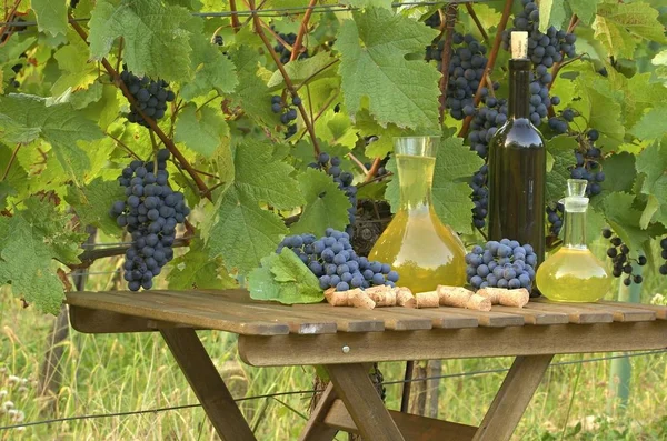 自制的白葡萄酒和红葡萄酒来自葡萄。在葡萄树背景下拍摄的酒瓶、瓶子、软木塞和葡萄. — 图库照片