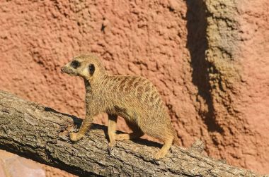 Çöl faresi veya ağaç gövdesi üzerinde suricate.