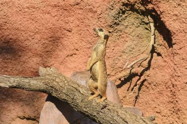Çöl faresi veya suricate ağaç gövdesinde duruyor.