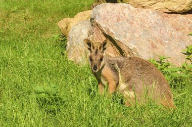 Eski ring-tailed kanguru bilinen sarı ayaklı rock-kanguru Petrogale xanthopus,.