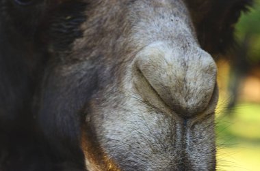 Bactrian deve. Coğrafi aralığı: 2.000.000 nüfusu çoğunlukla Evcil formunda var, yabani deve Camelus ferus yaşamak sadece Gobi ve Gashun Gobi çöller kuzeybatı Çin ve