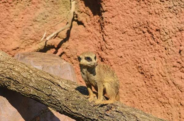 Çöl faresi veya ağaç gövdesi üzerinde suricate.