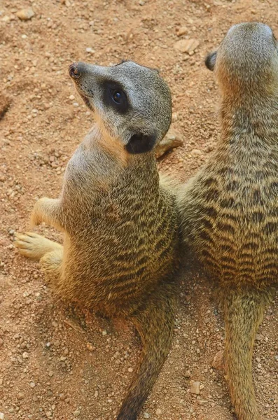 Los suricates o suricates se paran detrás al espectador. Dos suricados . —  Fotos de Stock