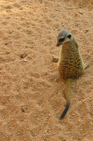 Çöl faresi veya suricate seyirci için standları. — Stok fotoğraf