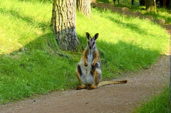 Eski ring-tailed kanguru bilinen sarı ayaklı rock-kanguru Petrogale xanthopus,. — Stok fotoğraf