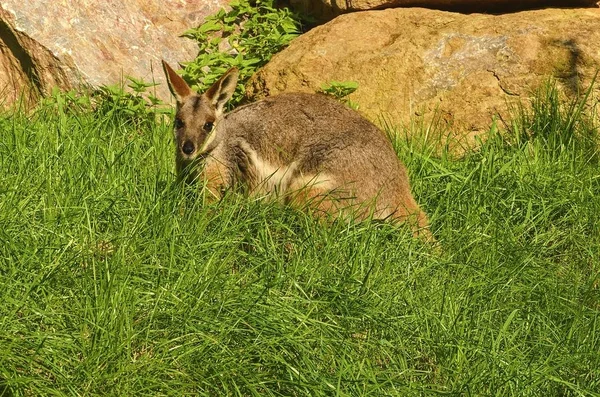 La piedra de patas amarillas-wallaby Petrogale xanthopus, anteriormente conocido como el wallaby de cola anillada . —  Fotos de Stock