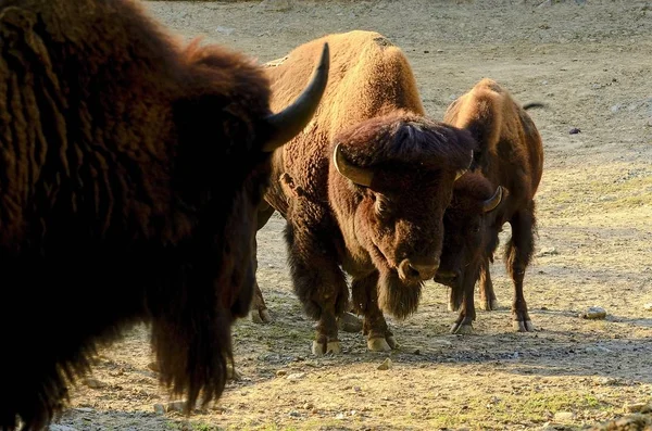 The American bison Bison bison , also commonly known as the American buffalo or simply buffalo.