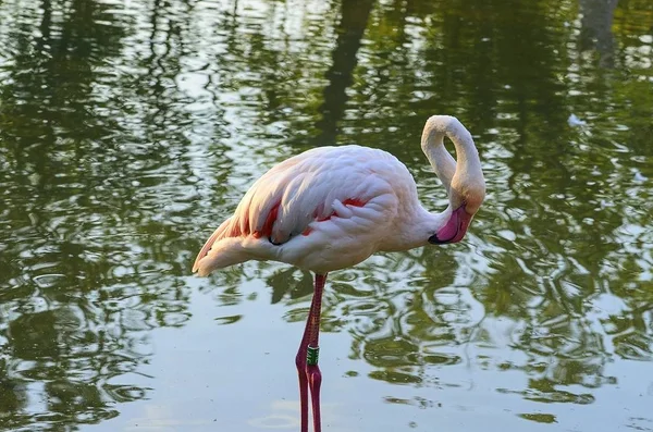 El mayor flamingo Phoenicopterus roseus es la especie más extendida de la familia del flamenco. = = Distribución geográfica = = Se encuentra en África, en el subcontinente indio, en Oriente Medio y el sur de Europa. . — Foto de Stock
