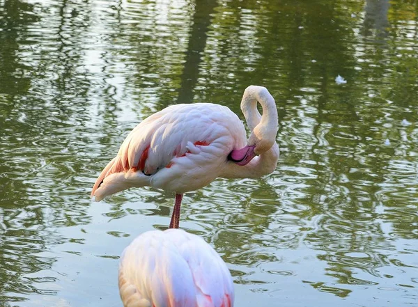 The greater flamingo Phoenicopterus roseus is the most widespread species of the flamingo family. It is found in Africa, on the Indian subcontinent, in the Middle East and southern Europe. — Stock Photo, Image