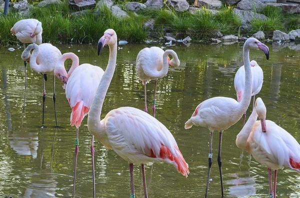 O maior flamingo Phoenicopterus roseus é a espécie mais comum da família Flamingo. Pode ser encontrada nos seguintes países: África, subcontinente indiano, Médio Oriente e Sul da Europa . — Fotografia de Stock