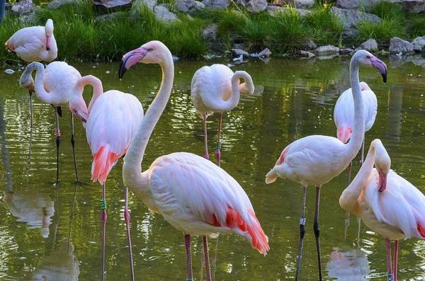 O maior flamingo Phoenicopterus roseus é a espécie mais comum da família Flamingo. Pode ser encontrada nos seguintes países: África, subcontinente indiano, Médio Oriente e Sul da Europa . — Fotografia de Stock