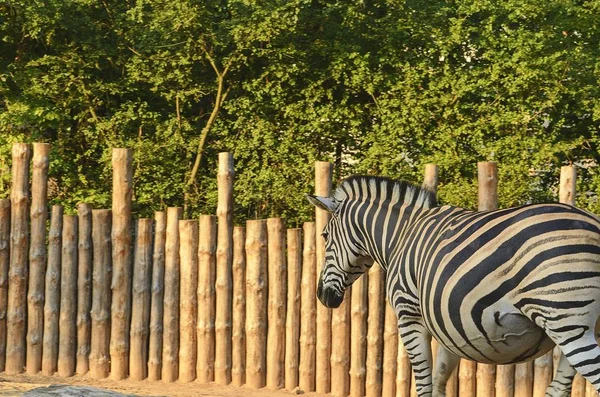 De Chapmans zebra, Equus quagga chapmani. — Stockfoto