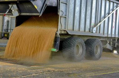 Sadece bir karavan içinde mısır hasat. Tahıl işleme için bir silo inkaravanından dökülür.