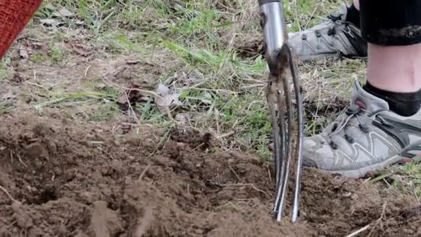 Vrouw graven bodem met tuin vork. Tuinieren en hobby concept. Tuinieren in het voorjaar — Stockvideo