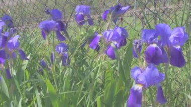 Iris çiçek rüzgarda taşındı. Sinematik bakmak, 4k video