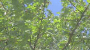 Kiraz dallar ile bahar zamanında görüntüleyin. Kiraz dallar rüzgârda taşındı. Sinematik bakmak, 4k