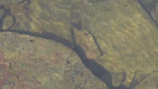 Vue sur l'étang du village. Surface de l'eau. Vue sur l'eau. Des têtards en mouvement. Regard cinématographique, vidéo 4K 