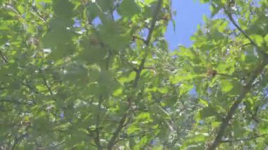 Kiraz dallar ile bahar zamanında görüntüleyin. Kiraz dallar rüzgârda taşındı. Sinematik bakmak, 4k