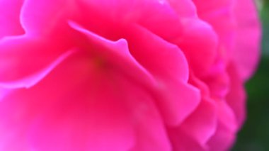 Bloming Begonya. Kırmızı çiçekli begonia. Portre