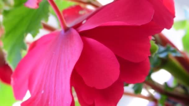 Misérable bégonia. Bégonia rouge en fleurs. Gros plan 