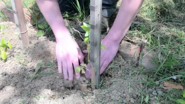 Výsadba rajčat. Zahradník, výsadba rajčat. Mladá rostlina rajčete v rukou farmář — Stock video