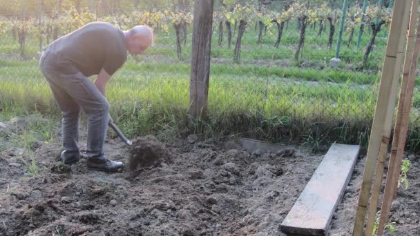 Uomo di mezza età che scava terreno con forchetta da giardino. Un uomo maturo in giardino. Giardinaggio e hobby concept — Video Stock