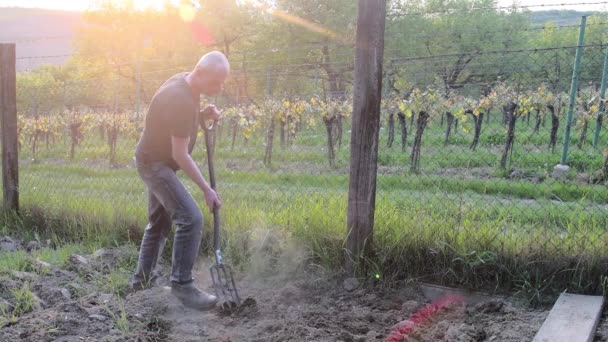 Uomo di mezza età che scava terreno con forchetta da giardino. Un uomo maturo in giardino. Giardinaggio e hobby concept — Video Stock