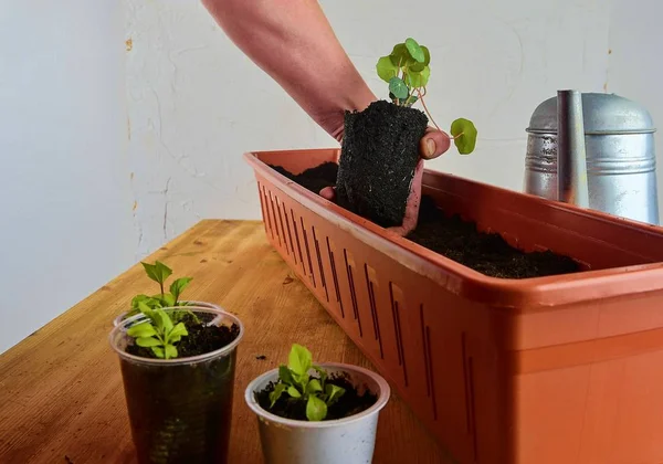 Planting flowers in a window box. Males hand planting asters and Indian cress