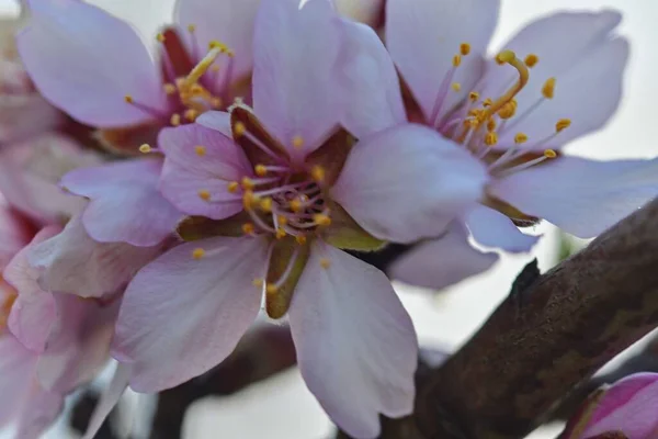 Almond flower - Latin name - Prunus dulcis -syn. Prunus amygdalus. Almond tree flowers and spring blossoms. — Stock Photo, Image