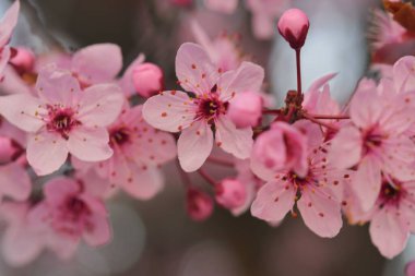 Prunus Serrulata 'da çiçek açan kiraz ağacının yakın plan görüntüsü. Bahar geldi..