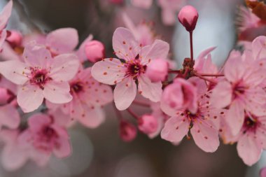 Close-up image of the blossom on a Prunus serrulata, flowering cherry tree. Spring time. clipart