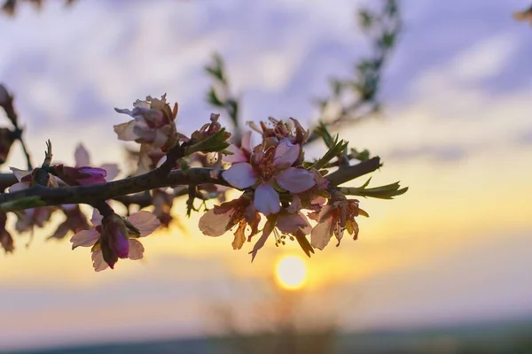 Almond flower - Latin name - Prunus dulcis -syn. Prunus amygdalus. Almond tree flowers and spring blossoms during sunset. — Stock Photo, Image