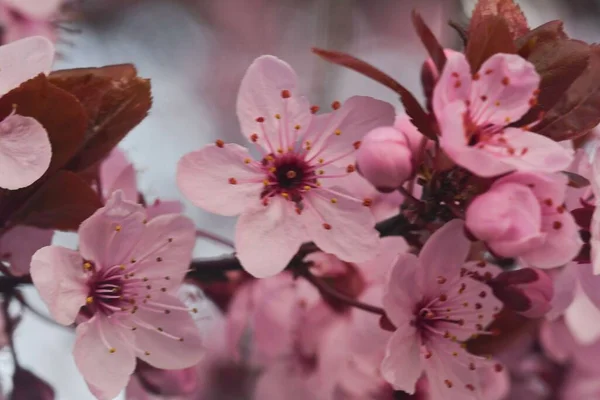 Close-up image of the blossom on a Prunus serrulata, flowering cherry tree. Spring time. — Stock Photo, Image