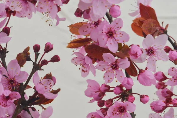 Cherry blossom in springtime, beautiful pink flowers. Prunus serrulata or Japanese cherry also called hill cherry, oriental cherry or East Asian cherry. First flowers in march. Selecitve focus — Stock Photo, Image