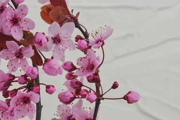 Cherry blossom in springtime, beautiful pink flowers. Prunus serrulata or Japanese cherry, also called hill cherry, oriental cherry or East Asian cherry. First flowers in march. Selecitve focus — Stock Photo, Image