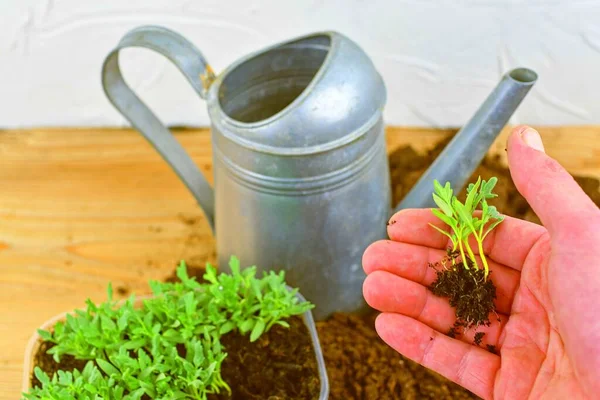 Plantar una plántula de tomates. Plántulas de tomates en la mano y el agua puede en el fondo . — Foto de Stock