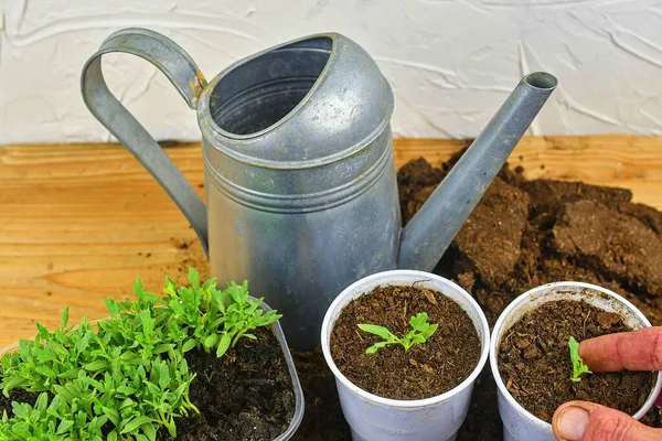 Plantando una plántula de tomate. Plantar a mano una plántula de tomate en el suelo. Lata de agua sobre fondo . — Foto de Stock