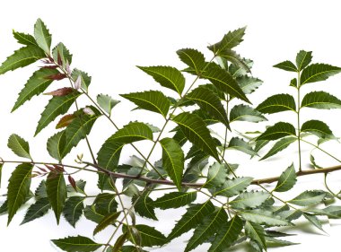Beyaz arka plan üzerinde tıbbi neem yaprağı. Azadirachta indica.