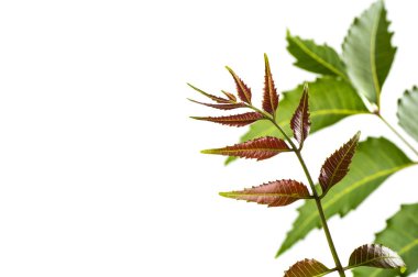 Beyaz arka plan üzerinde tıbbi neem yaprağı. Azadirachta indica.