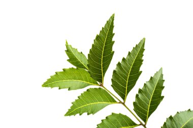 Beyaz arka plan üzerinde tıbbi neem yaprağı. Azadirachta indica.